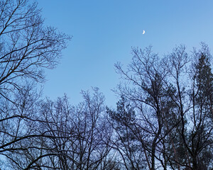 Bare trees with the moon in a blue sky at winter twilight.