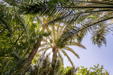 Naklejka premium palm trees or Phoenix dactylifera or date palm with a blue sky in background. Moroccan nature at Marrakech or Marrakesh city.
