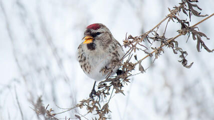 robin on the snow