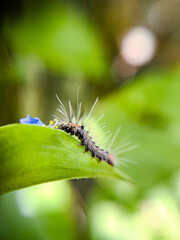 caterpillar on a leaf