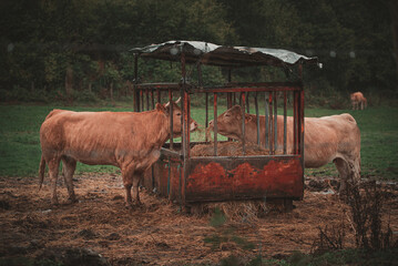 Vacas comiendo en el campo