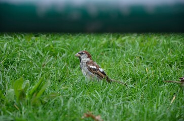 Spatz