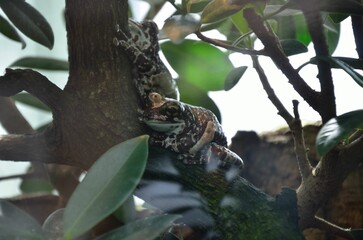 Baumhöhlen Krötenlaubfrosch