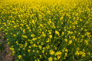 Blooming Yellow Rapeseed flowers in the field.  can be used as a floral texture background