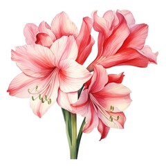 Obraz premium Amaryllis flower watercolor illustration. Floral blooming blossom painting on white background