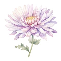 Aster flower watercolor illustration. Floral blooming blossom painting on white background