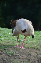 Nilgänse