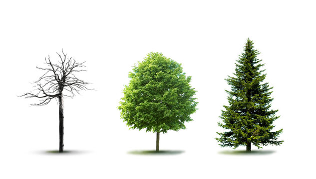 Kahler Baum Laubbaum und Tannenbaum isoliert