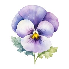 Pansy flower watercolor illustration. Floral blooming blossom painting on white background
