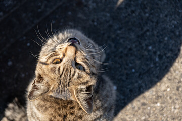 鳴きながら見上げる猫