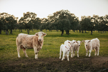 White cows pasturing free in a green meadow in Spain.