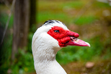 Muscovy Duck in Public Park