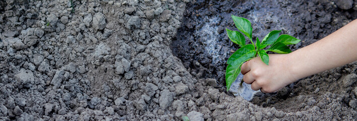 hands planting seedlings in the ground in the garden.