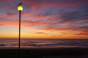 Twilight in New Brighton, street light with a seagull, Christchurch New Zealand