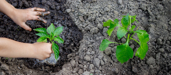 hands planting seedlings in the ground in the garden.