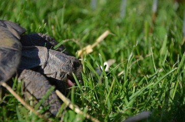 Schildkröte