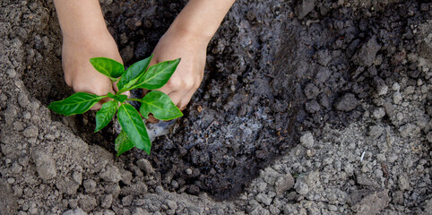 hands planting seedlings in the ground in the garden.