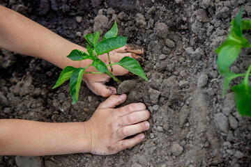 hands planting seedlings in the ground in the garden.