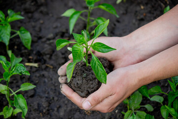 hand holding seedling on nature background.