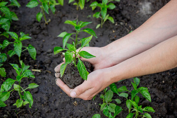 hand holding seedling on nature background.