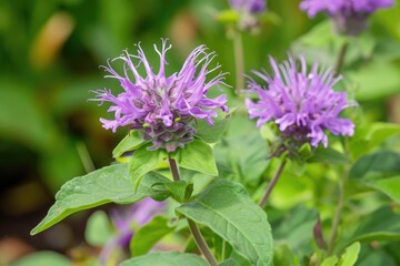Purple bergamot growing in the summer garden