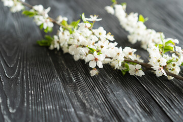Fototapeta na wymiar Spring cherry blossoms on old wooden background. Spring concept