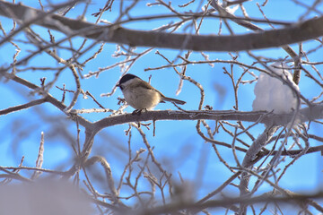 The marsh tit (Poecile palustris) sits on a tree branch.