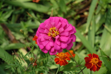 Magenta colored flower of double Zinnia elegans in August