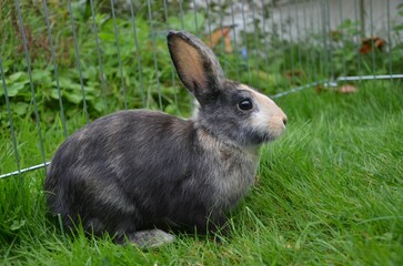 Japaner Kaninchen