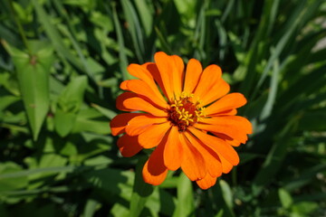 1 semi double orange flower of Zinnia elegans in mid July