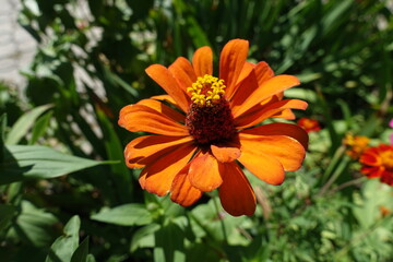 Close shot of one orange flower of semi double Zinnia elegans in August