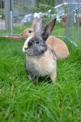 zwei Kaninchen