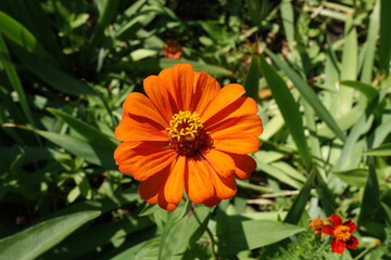 Closeup of one orange flower of semi double Zinnia elegans in mid August
