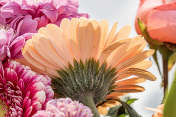 orange gerbera petals photographed from behind of a birthday bouquet, floral background