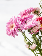 a series of Chrysanthemum flowers or pink chrysanthemum flowers in a garden