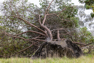 Pine Tree blown over in strong wind