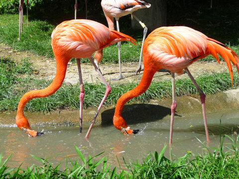 Zwei rote Flamingos suchen im Wasser nach Futter.