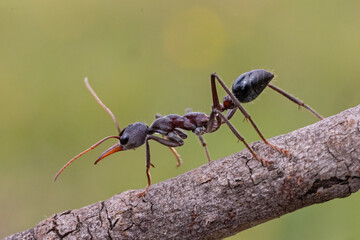 Close up of and Australian Bull Dog Ant