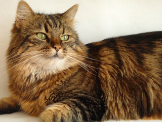 Obraz premium Portrait einer Tigerkatze.