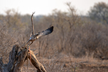 Snake eagle [circaetus gallicus] taking off with snake in Krueger National Park South Africa RSA