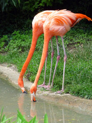 Zwei rote Flamingos suchen im Wasser nach Futter.