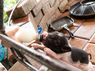 Cute piglets on the farm in Yilan