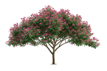 Single oak tree with pink flowers isolated on a white background