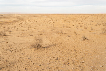 Fototapeta na wymiar Sand dunes in Kyzylkum Desert, Uzbekistan