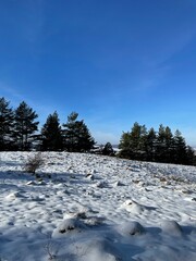 snow covered trees