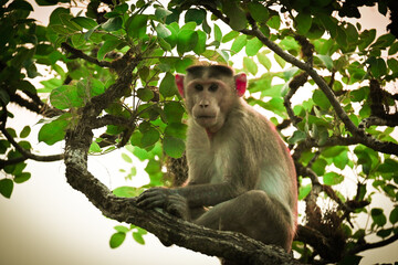 monkey on tree