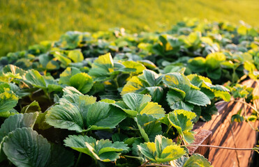Lots of strawberry bushes with mustache in a high wooden bed in sunny evening light. Cultivated daughter plants. Leaves background close-up. Home gardening. Green healthy garden. High quality 4k