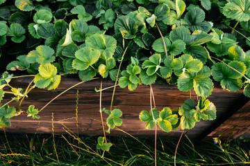 Lots of strawberry bushes with mustache in a high wooden bed in sunny evening light. Cultivated daughter plants. Leaves background close-up. Home gardening. Green healthy garden. High quality 4k