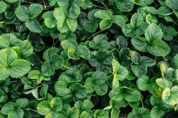 Background of strawberry leaves. Plants bushes with mustache top view close-up. Berry cultivation....