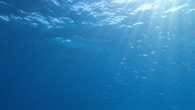 Kleine Fische im Meer. Fischschwarm unter Wasser

